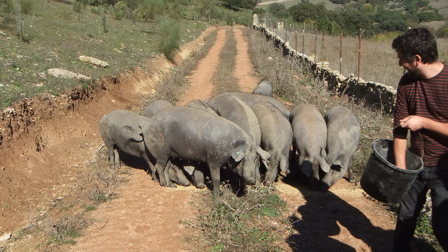 Vom 4. bis zum 7. November 2014 nahmen fünf Fleischerbetriebe und ein Schlachtbetrieb aus dem Kammerbezirk Potsdam am transnationalen Erfahrungsaustausch in Andalusien/Spanien teil.